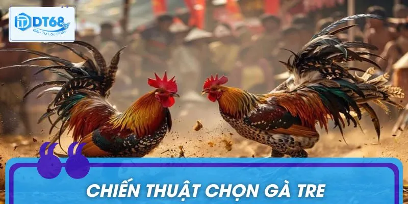 Hướng dẫn cách chọn gà chiến như dân chuyên
