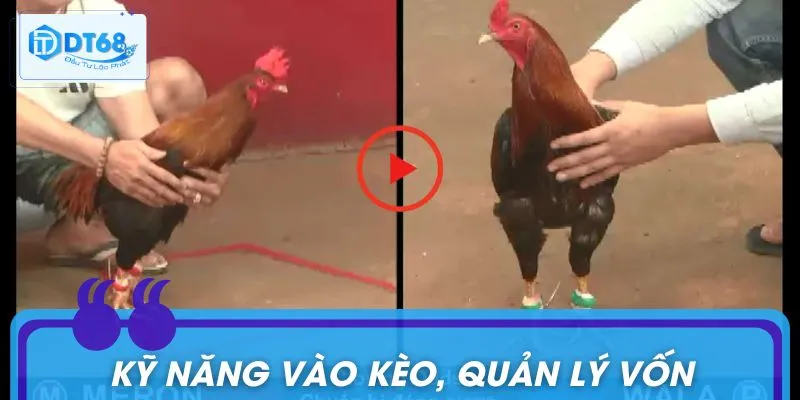 Áp dụng các kỹ năng được gợi ý khi đặt kèo gà tre